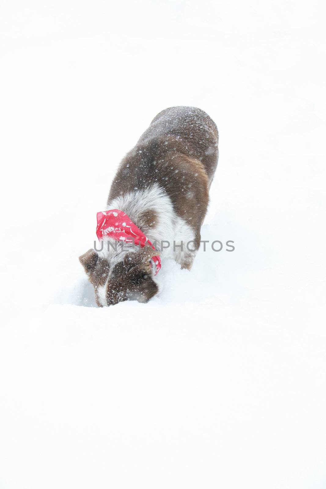 Dog with head burried in the snow