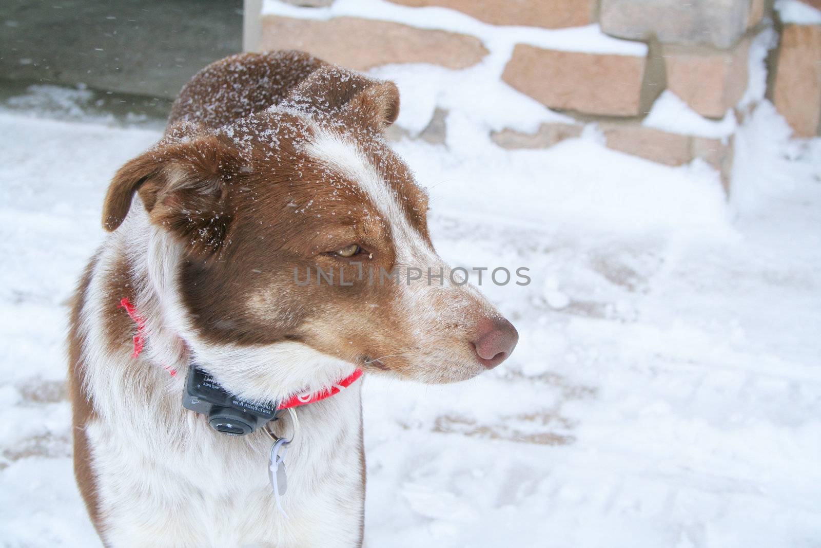 Border collie in snowy weather