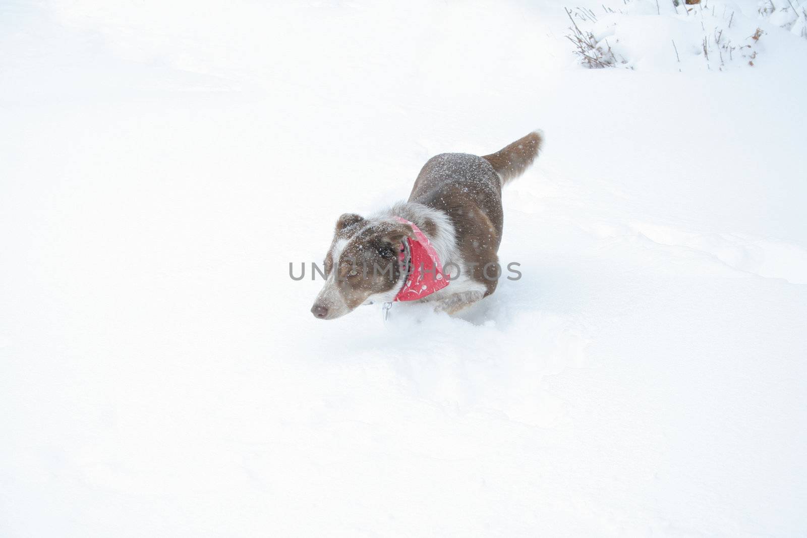 Border Collie in snow 