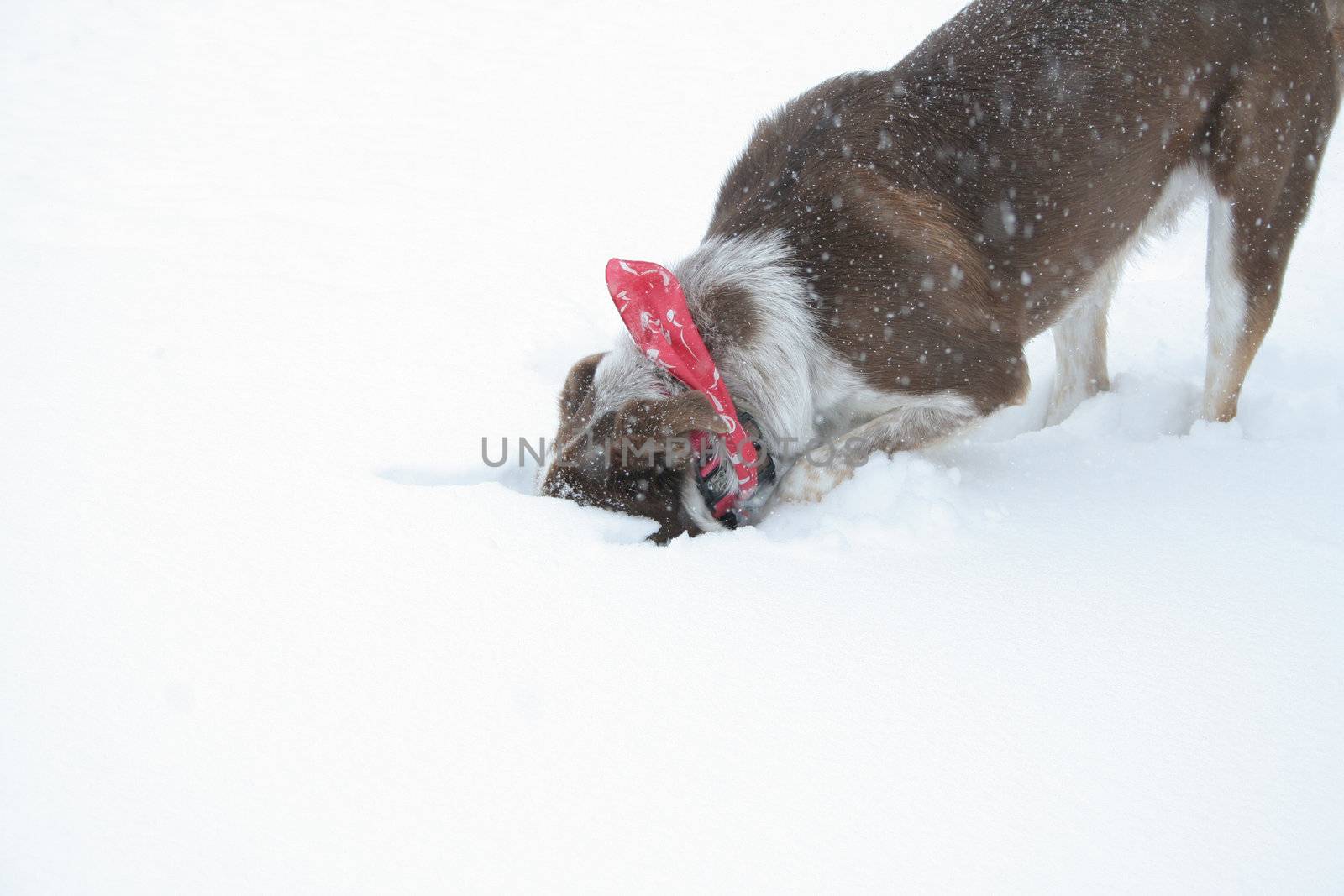Dog with head burried in the snow