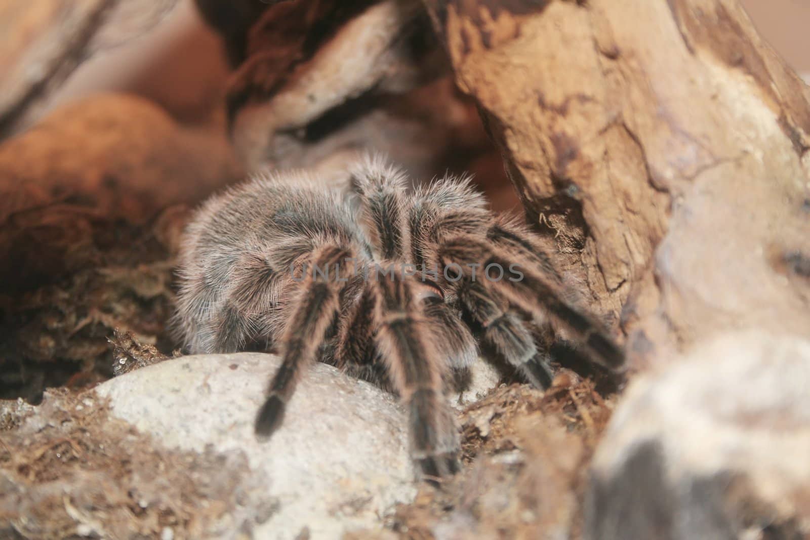 tarantula sitting next to tree on a rock