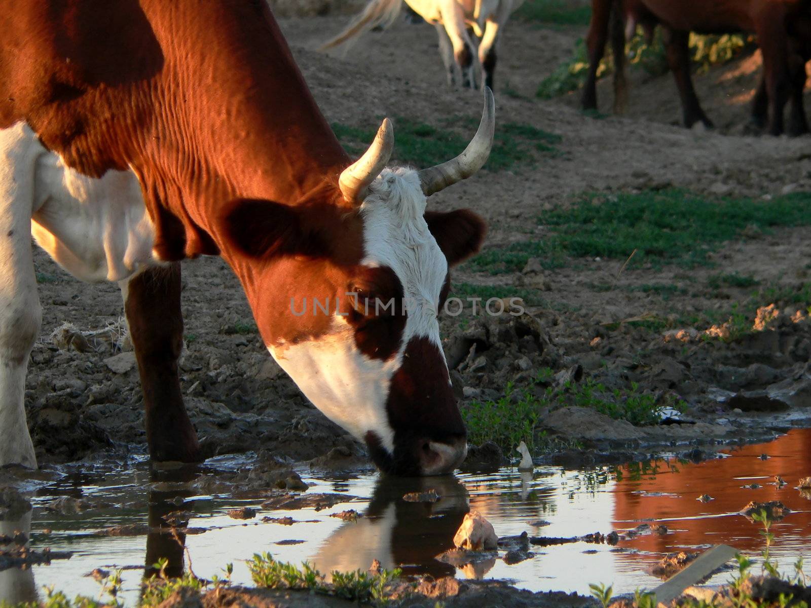 Rural. Cow beside puddles.