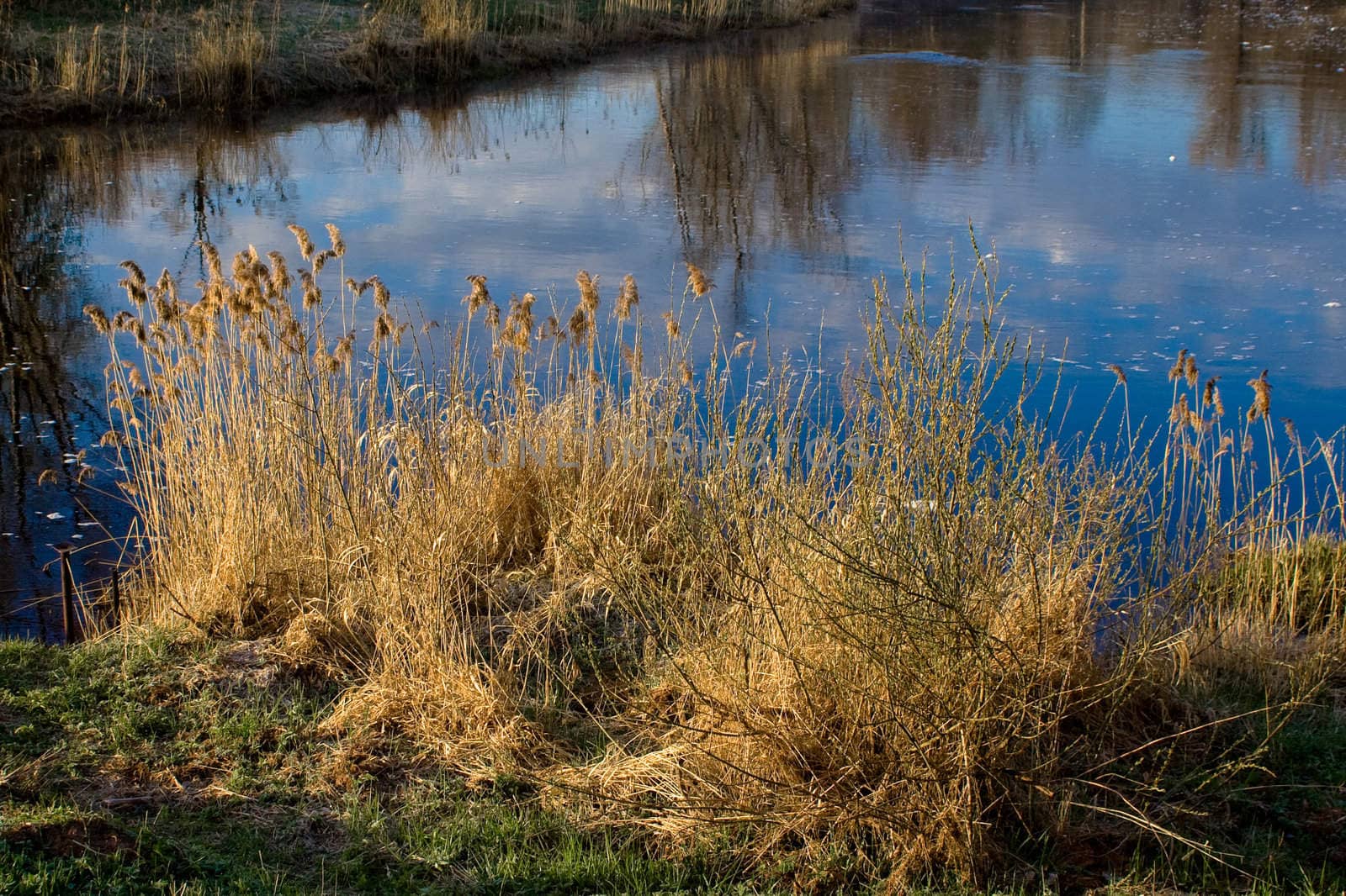early sping: yellow grass and river 
