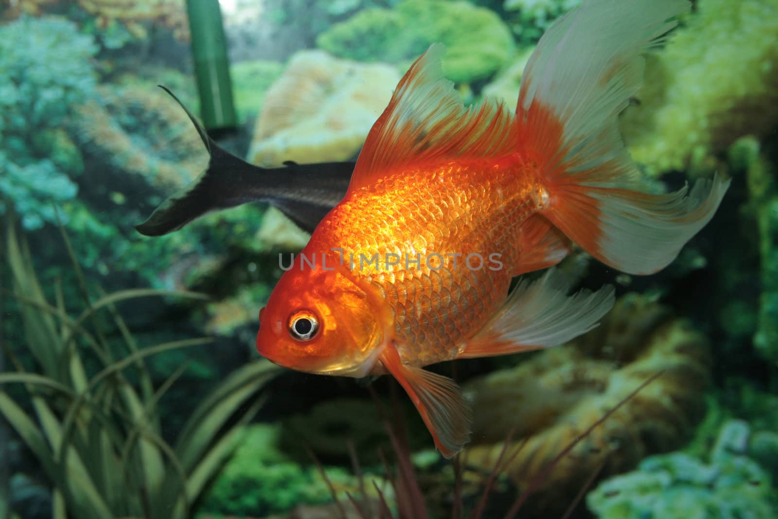 gold fish in aquarium