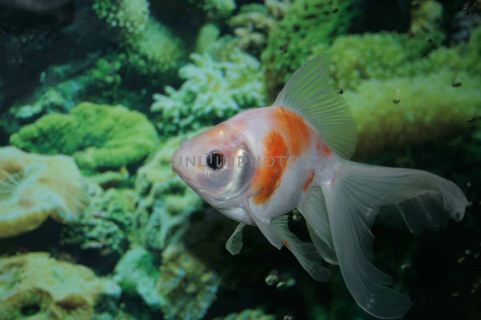 white gold fish in aquarium