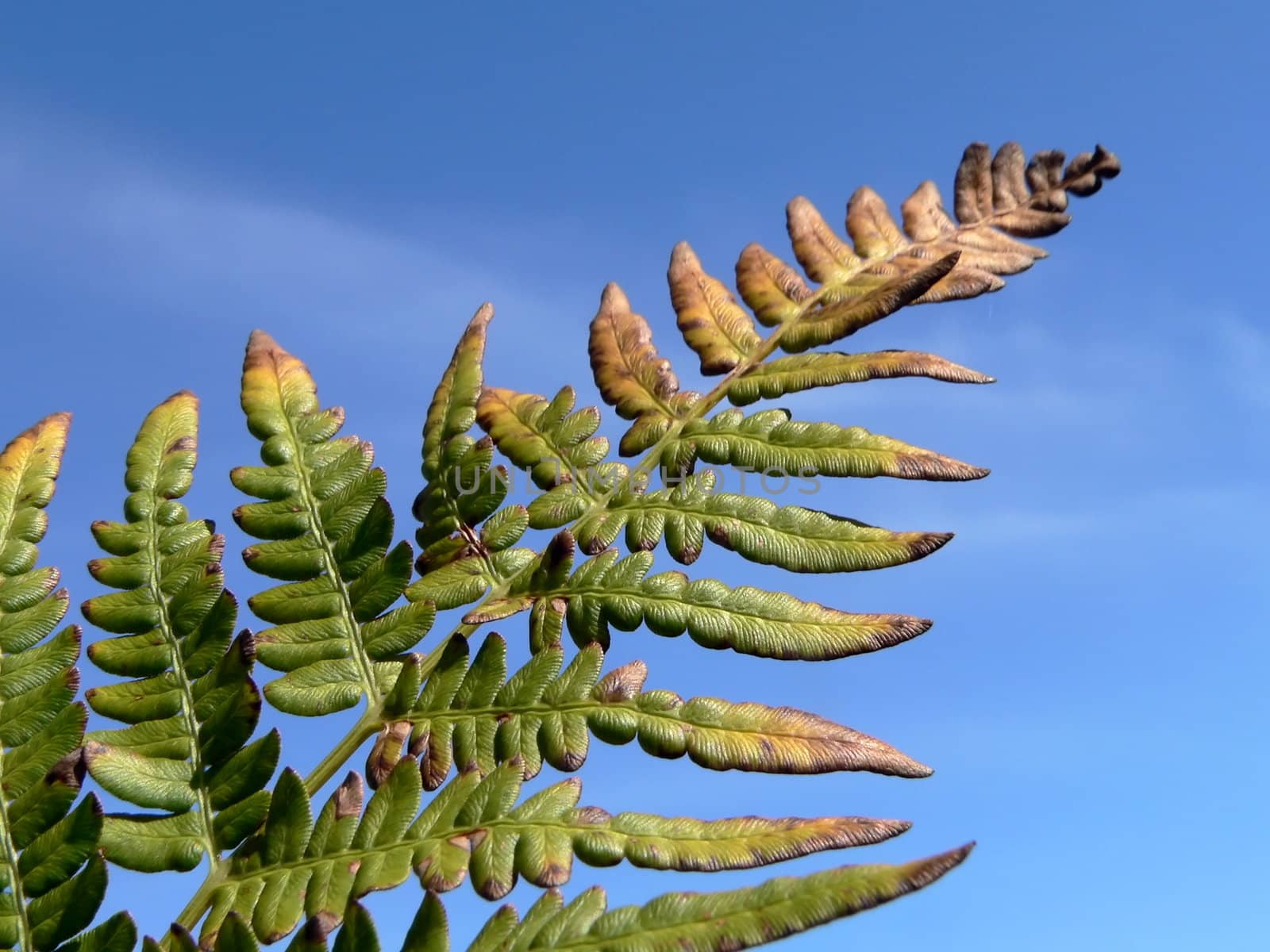 Branch of fern on sky  background