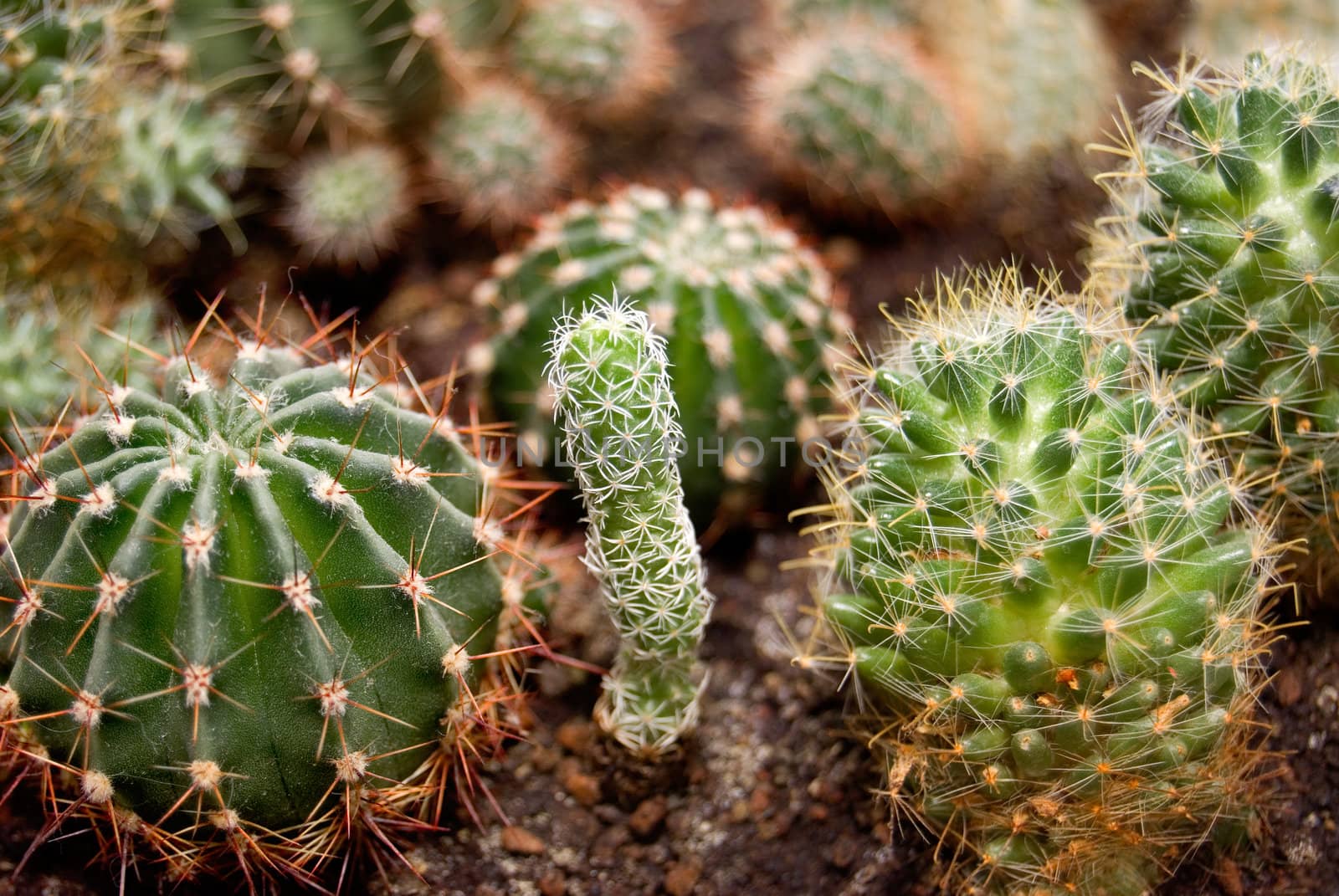 Some cactuses are photographed close up
