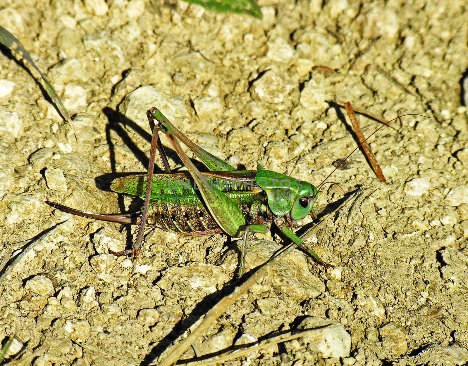 The green grasshopper is photographed close-up