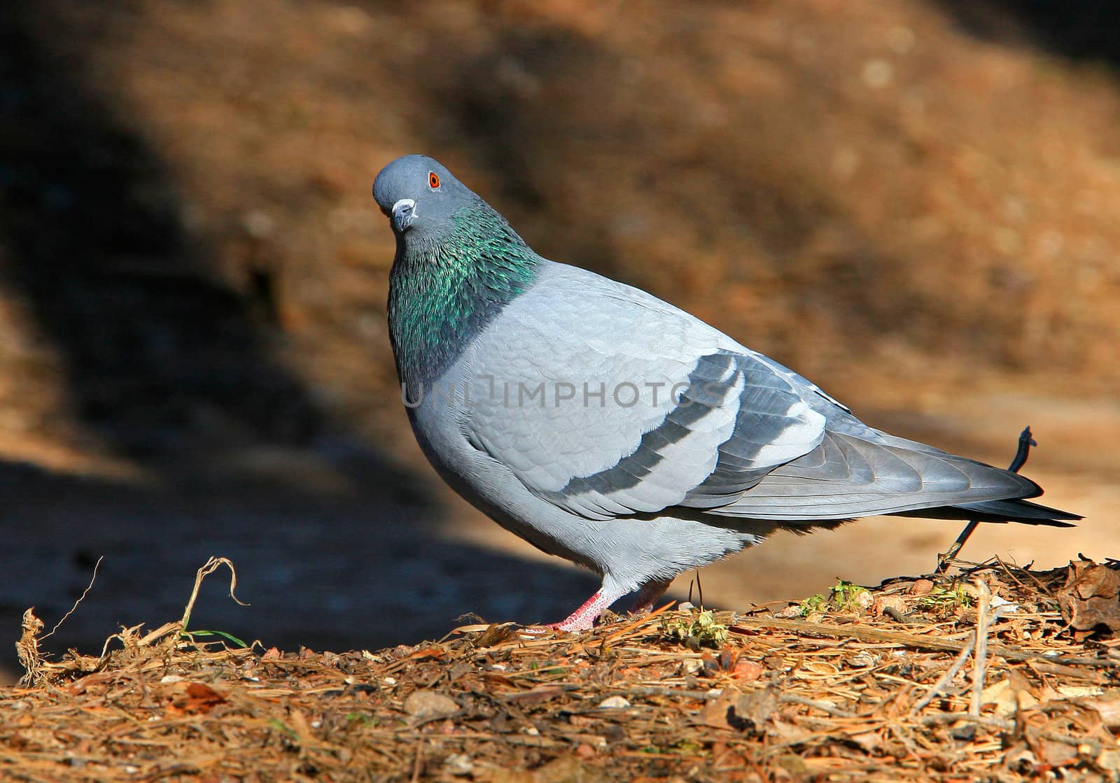 The pigeon has turned a head and looks directly in a camera