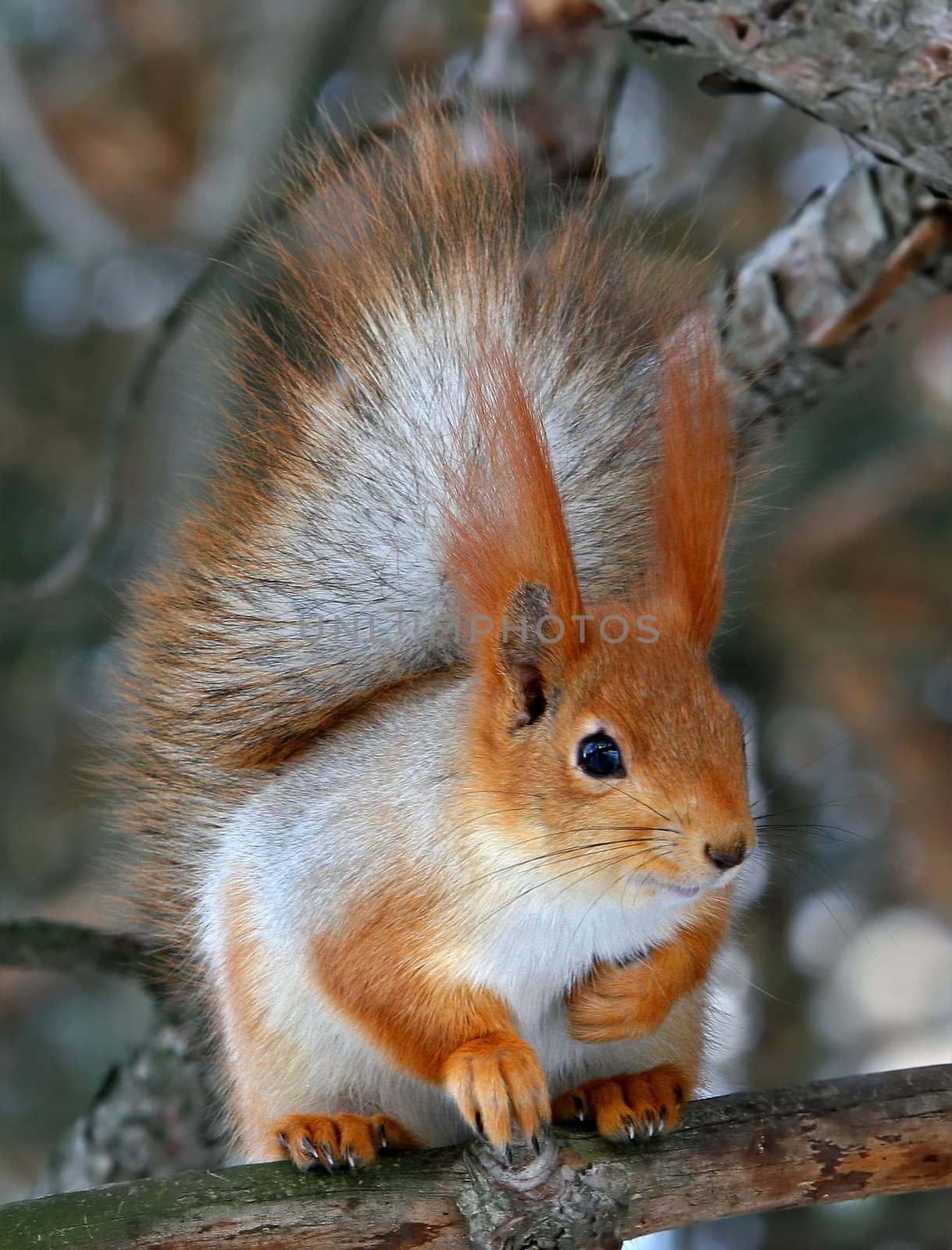 Red squirrel sits on a branch of a tree