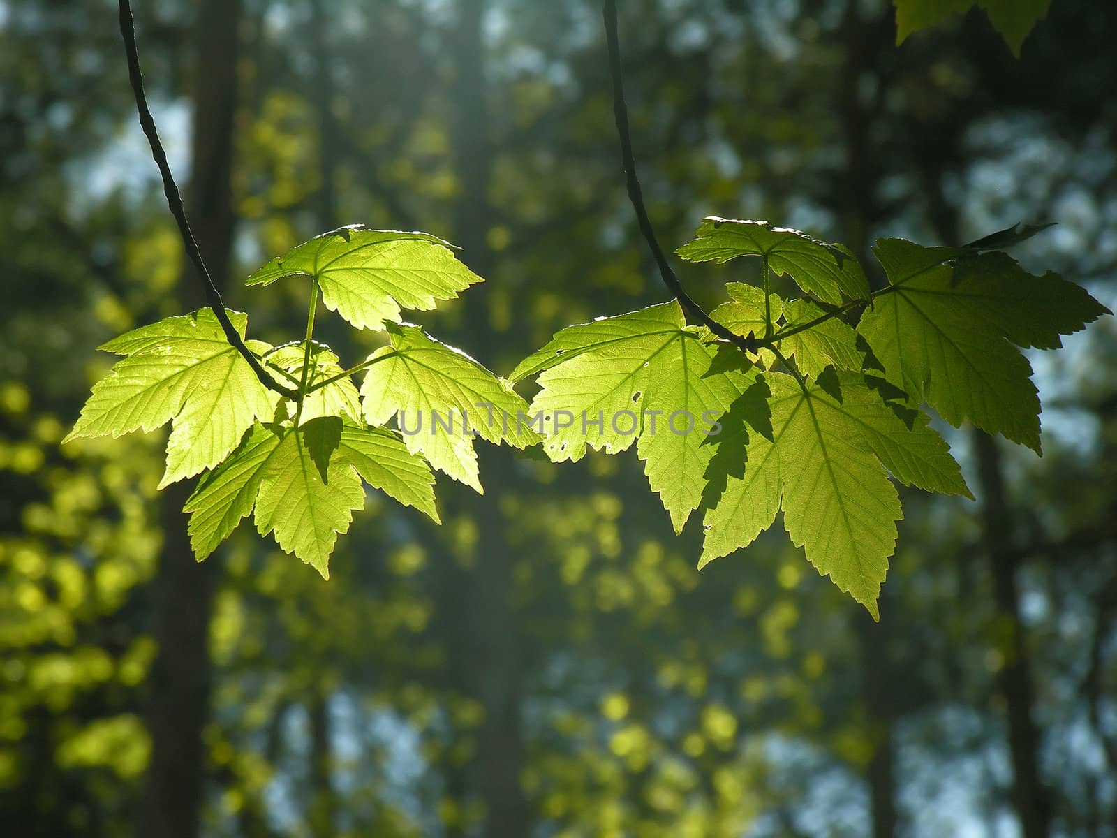 Leafs of a maple, are photographed in a back lighting
