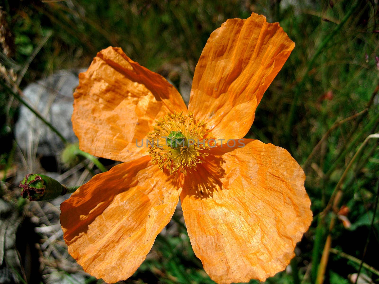 The Alpine poppy is photographed close up
