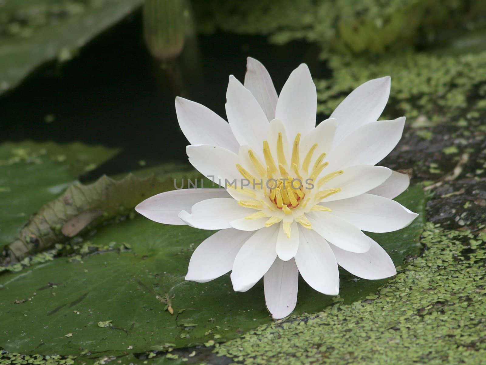 Water lily by vvvera