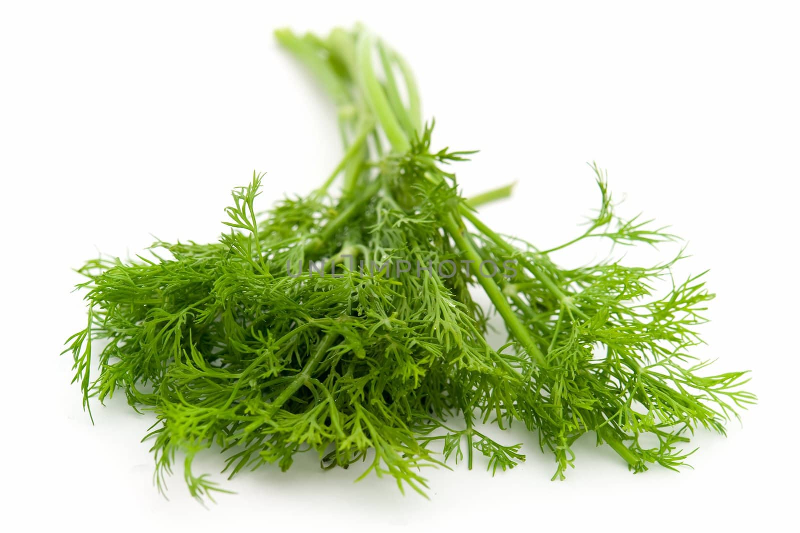 juicy green dill on a white background