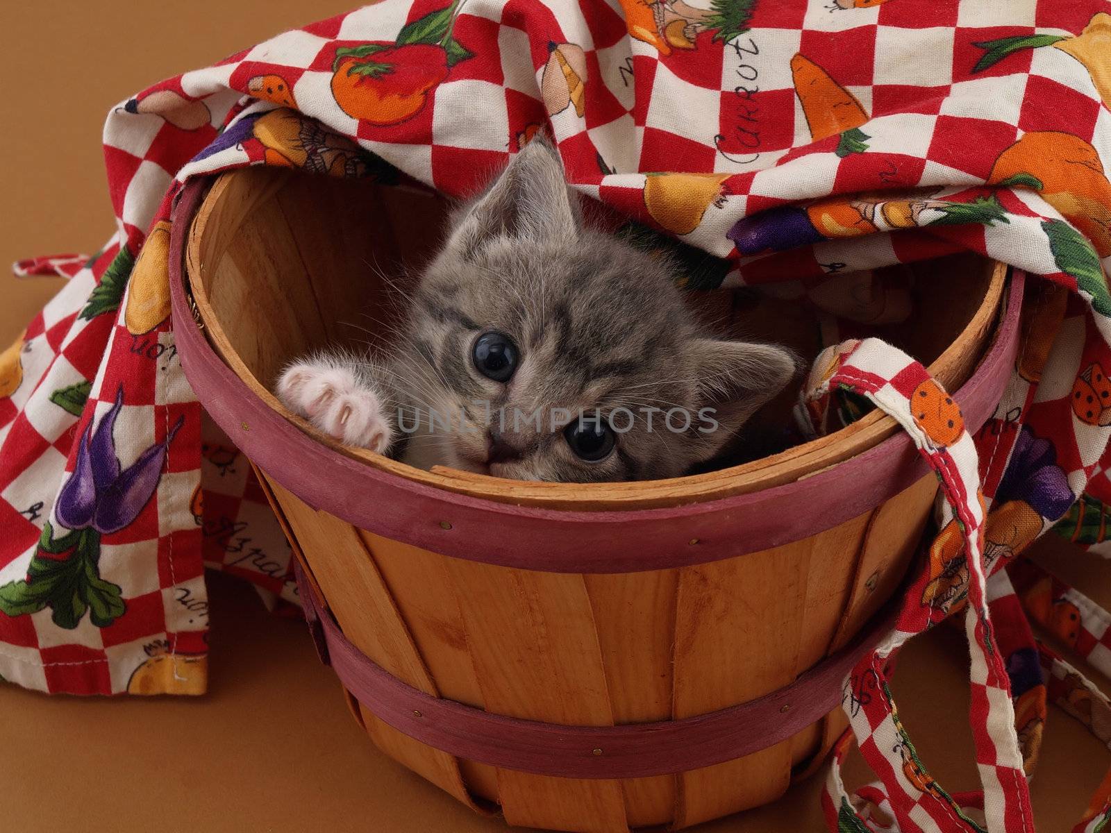 Bushel of Kitty by RGebbiePhoto