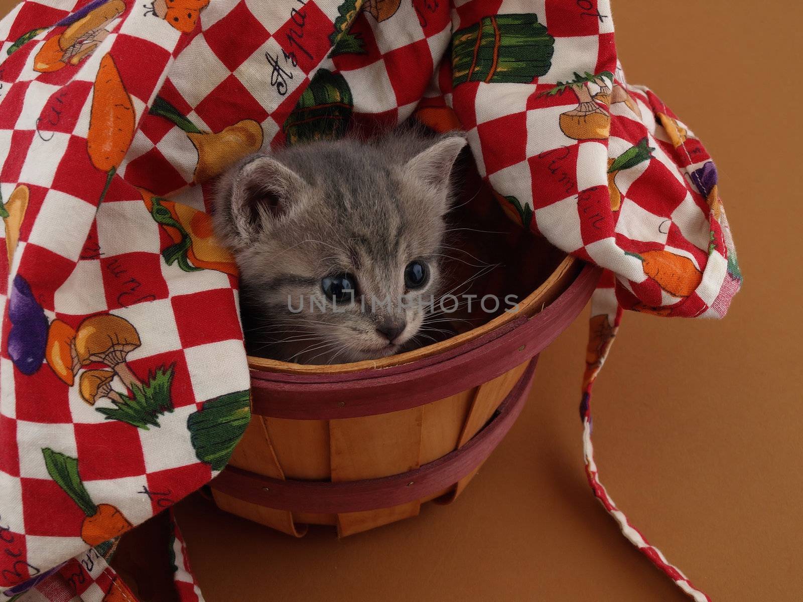 A small grey and white kitten looks upward while sitting in a basket.