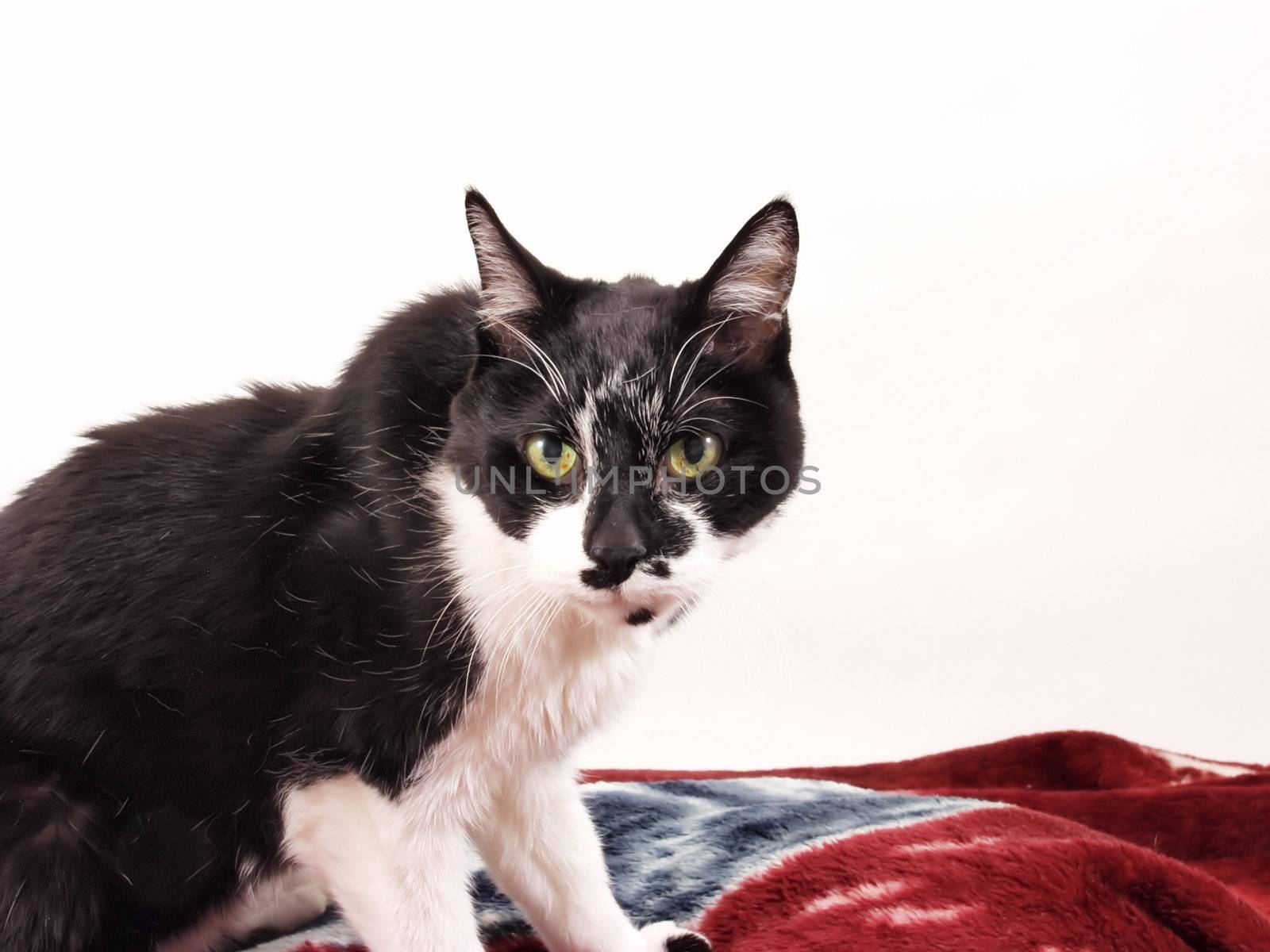 An old black and white cat stares, bored, at the camera.