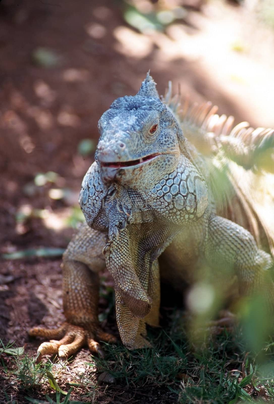 The green iguana is a reptile found throughout Central and South America.