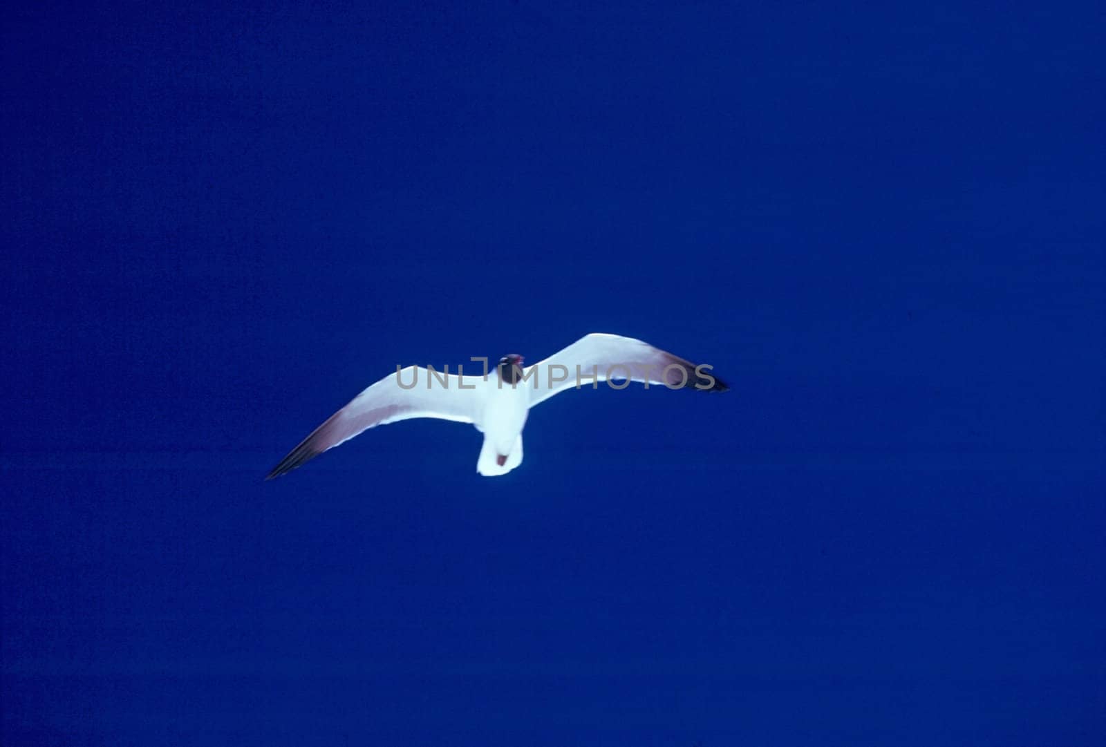 Blackheaded seagull