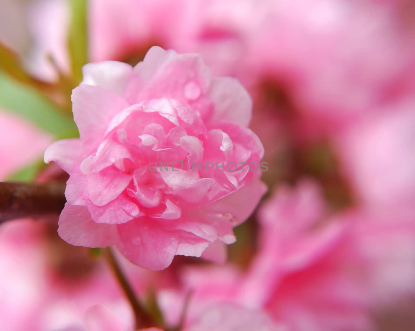 The delicate & fragile tiny blooms of a pink flowering almond-macro. 