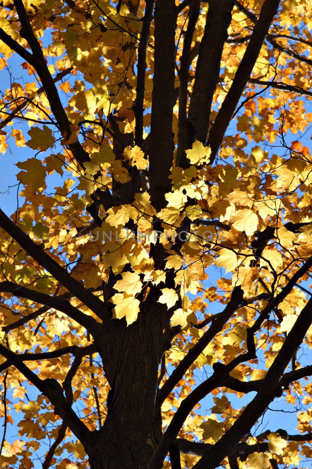 Vibrant golden leaves in fall against blue sky.