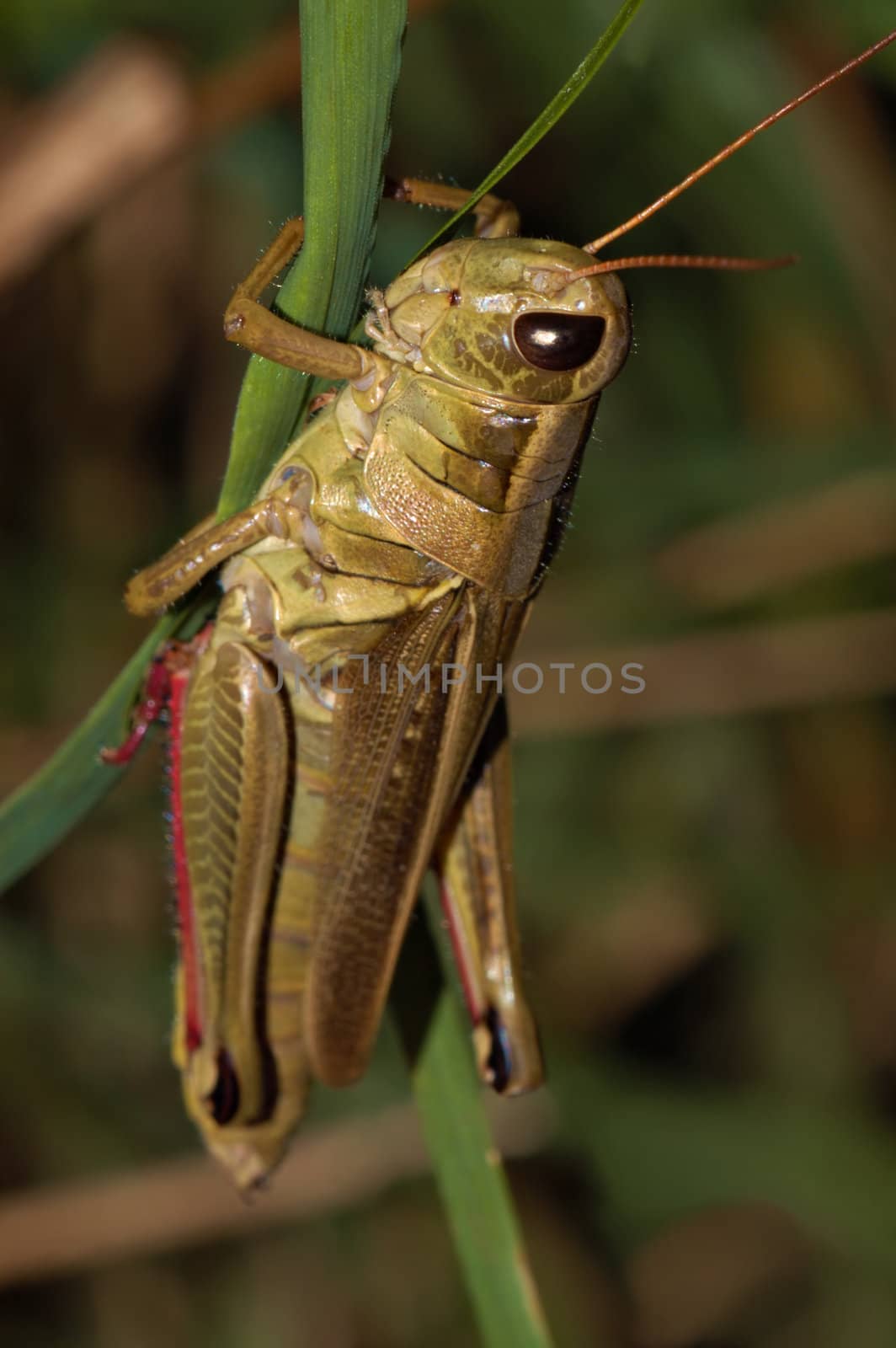 A lone grasshopper clings to a blade of grass. It almost appears as if he is posing for me.I find the red stripe on his legs fascinating and what what the purpose is-Macro shot.