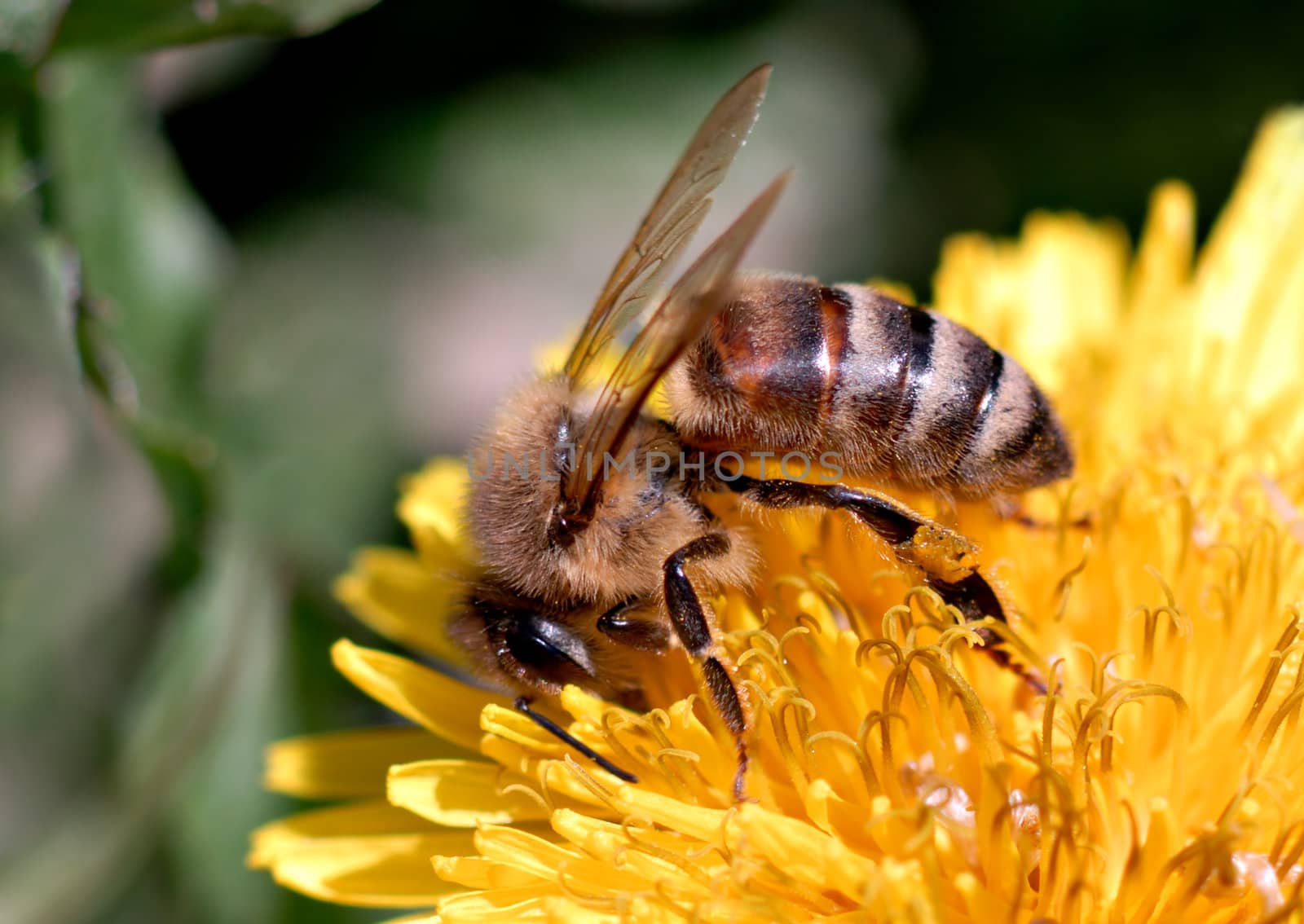 A honeybee searches for food on a dandelion. Macro shot.