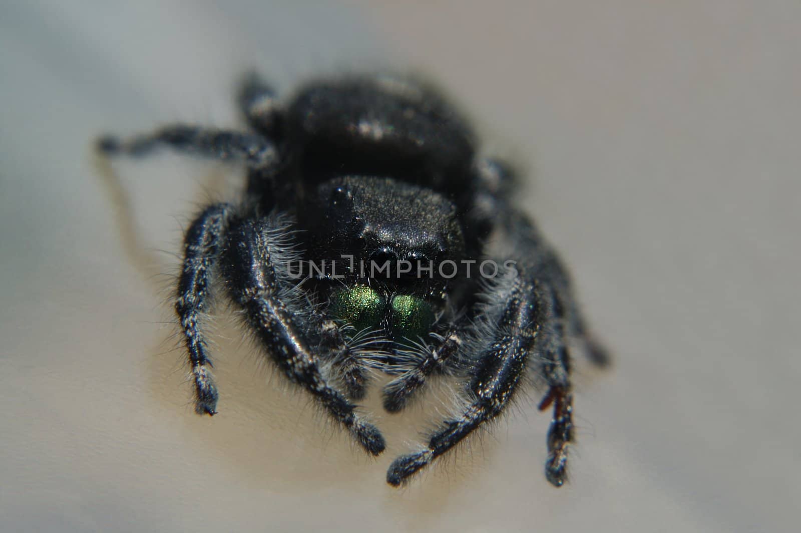 Macro of a jumping spider