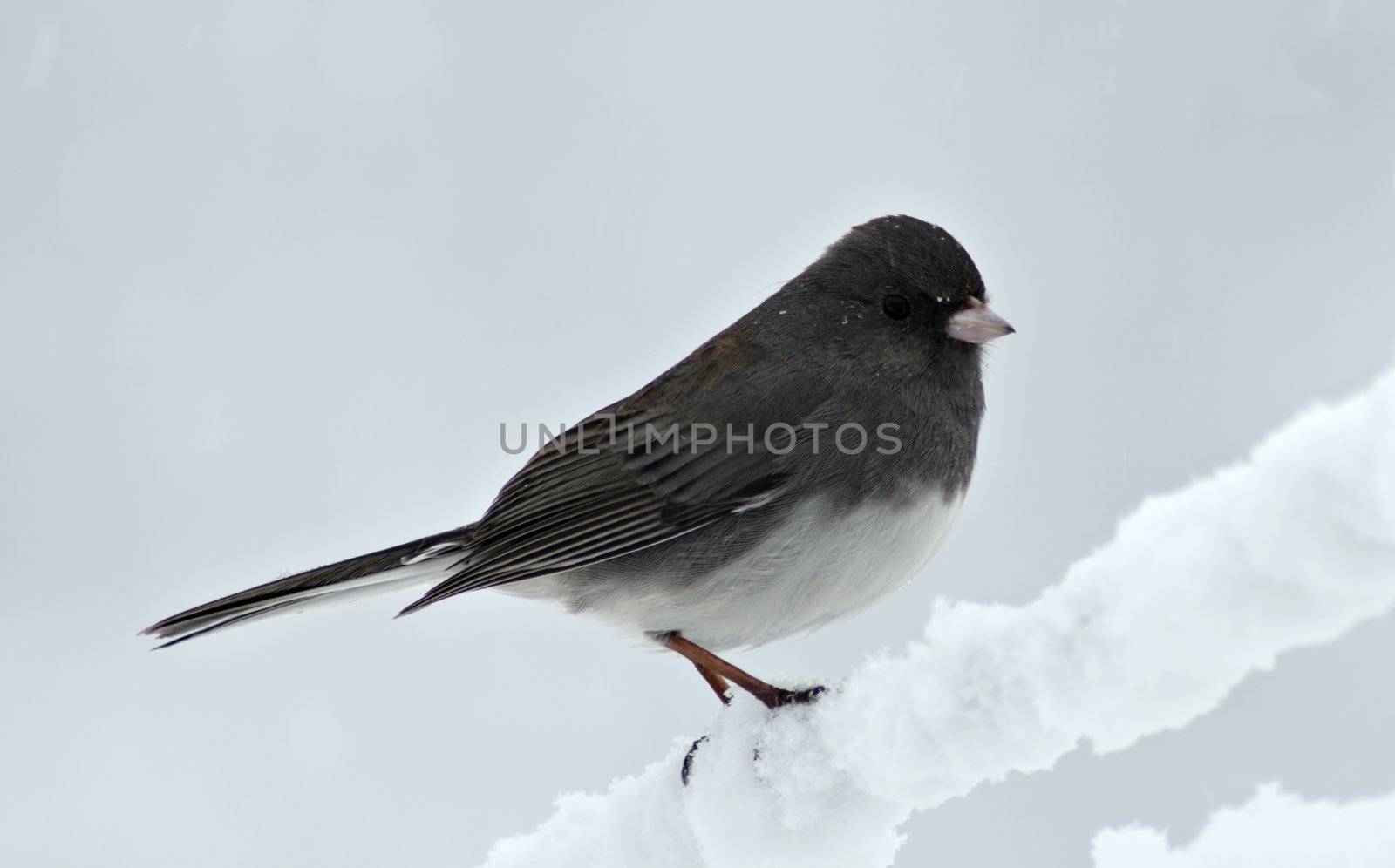 A Junco lands briefly on a snow covered clothesline during a winter snow storm.