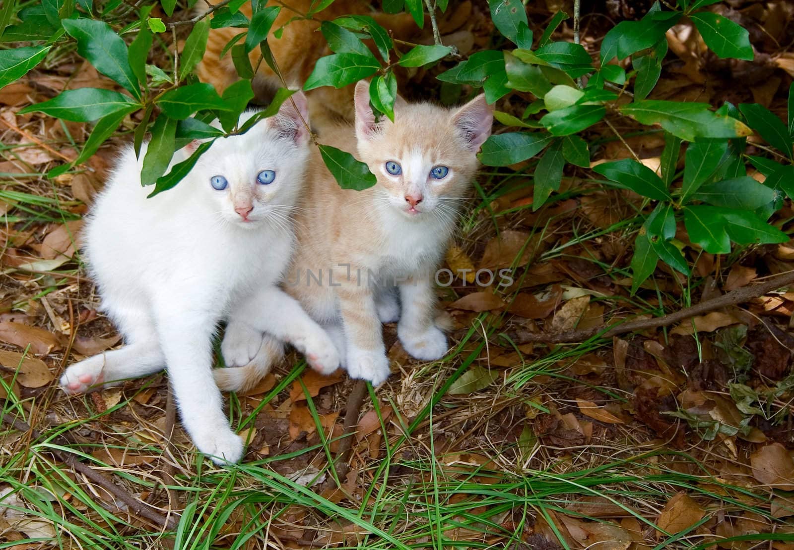 Young kittens hiding under bush