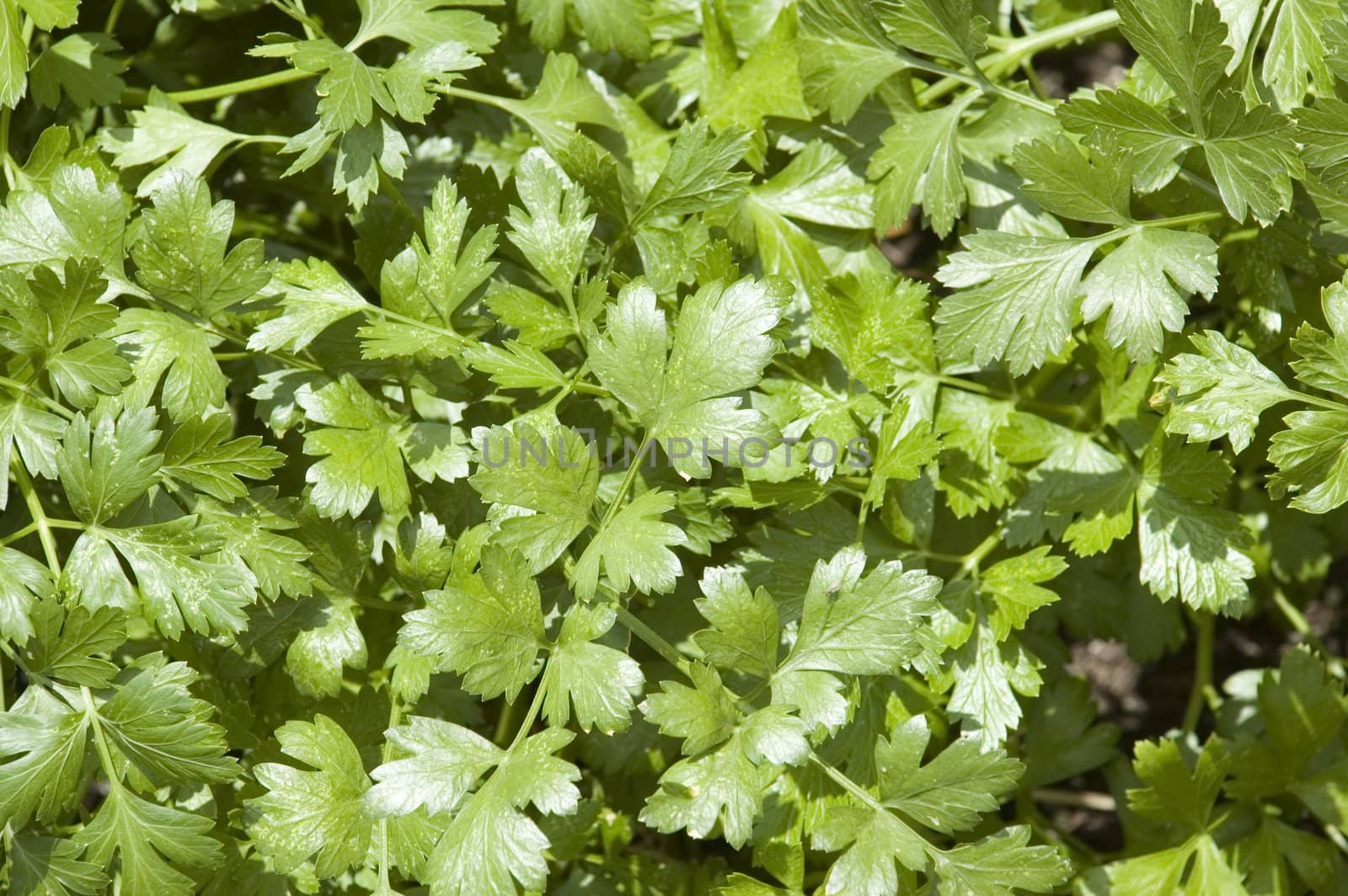 Cilantro Herb Leaves by suwanneeredhead