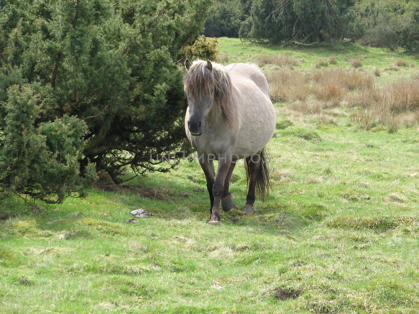 Tarpan, European wild horse in the pasture