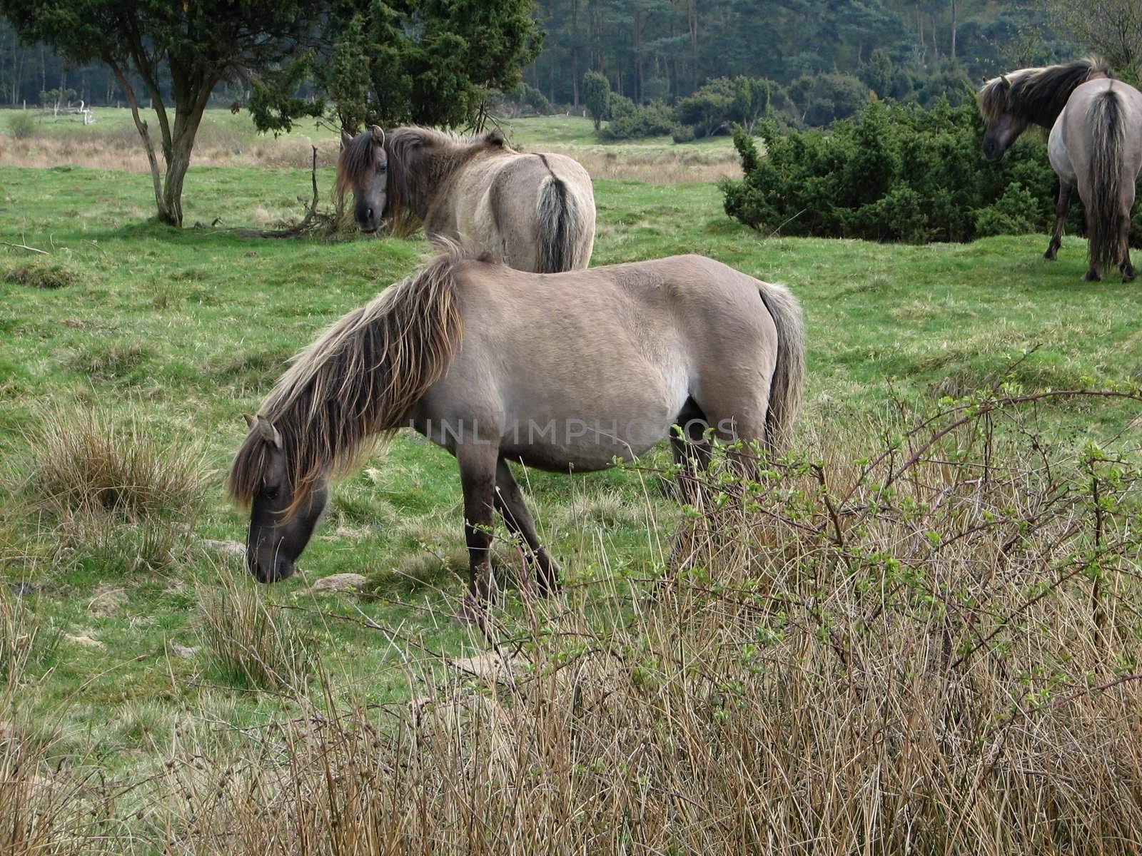 Tarpan, European wild horse in the pasture