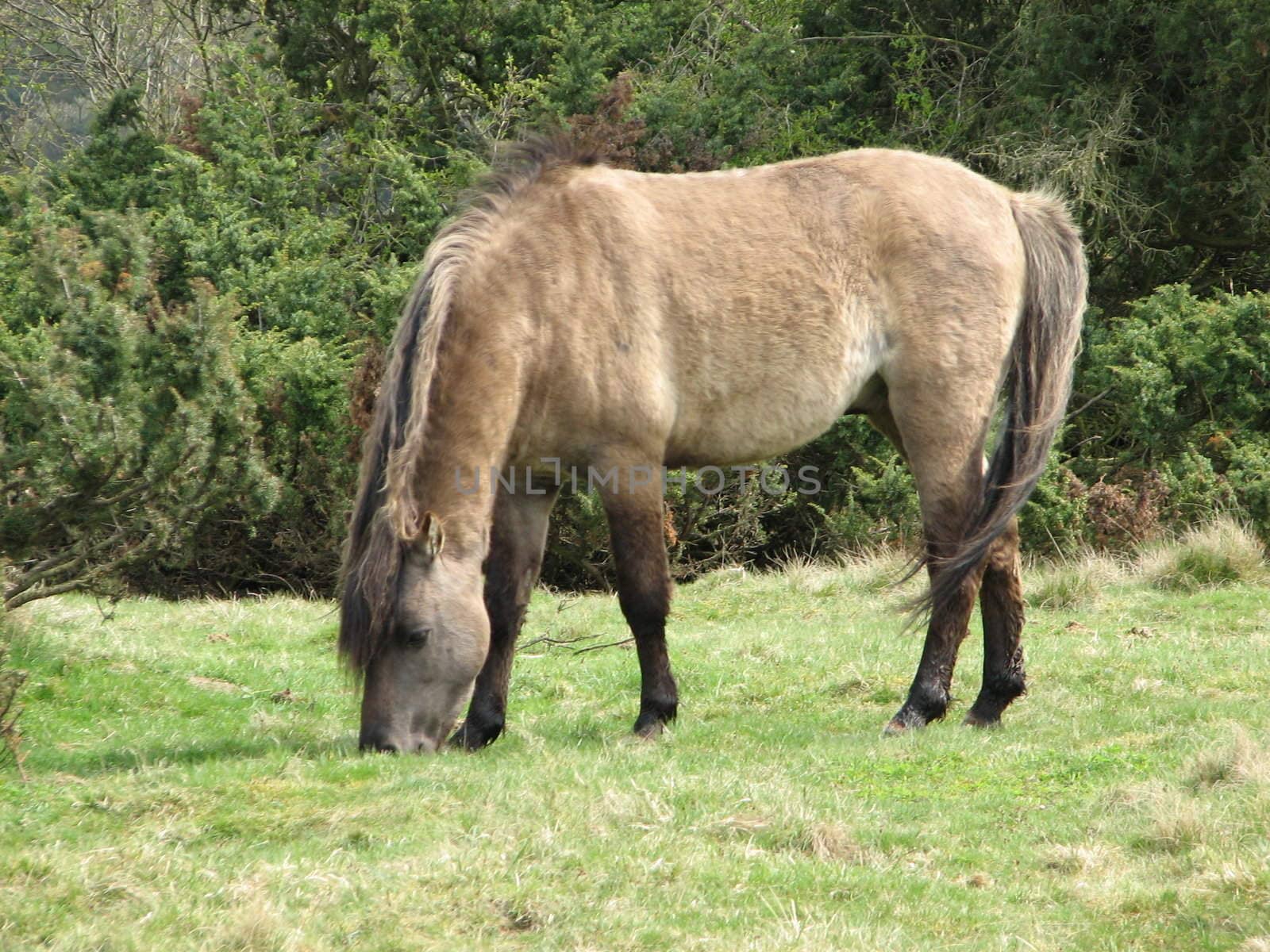 Tarpan, European wild horse in the pasture