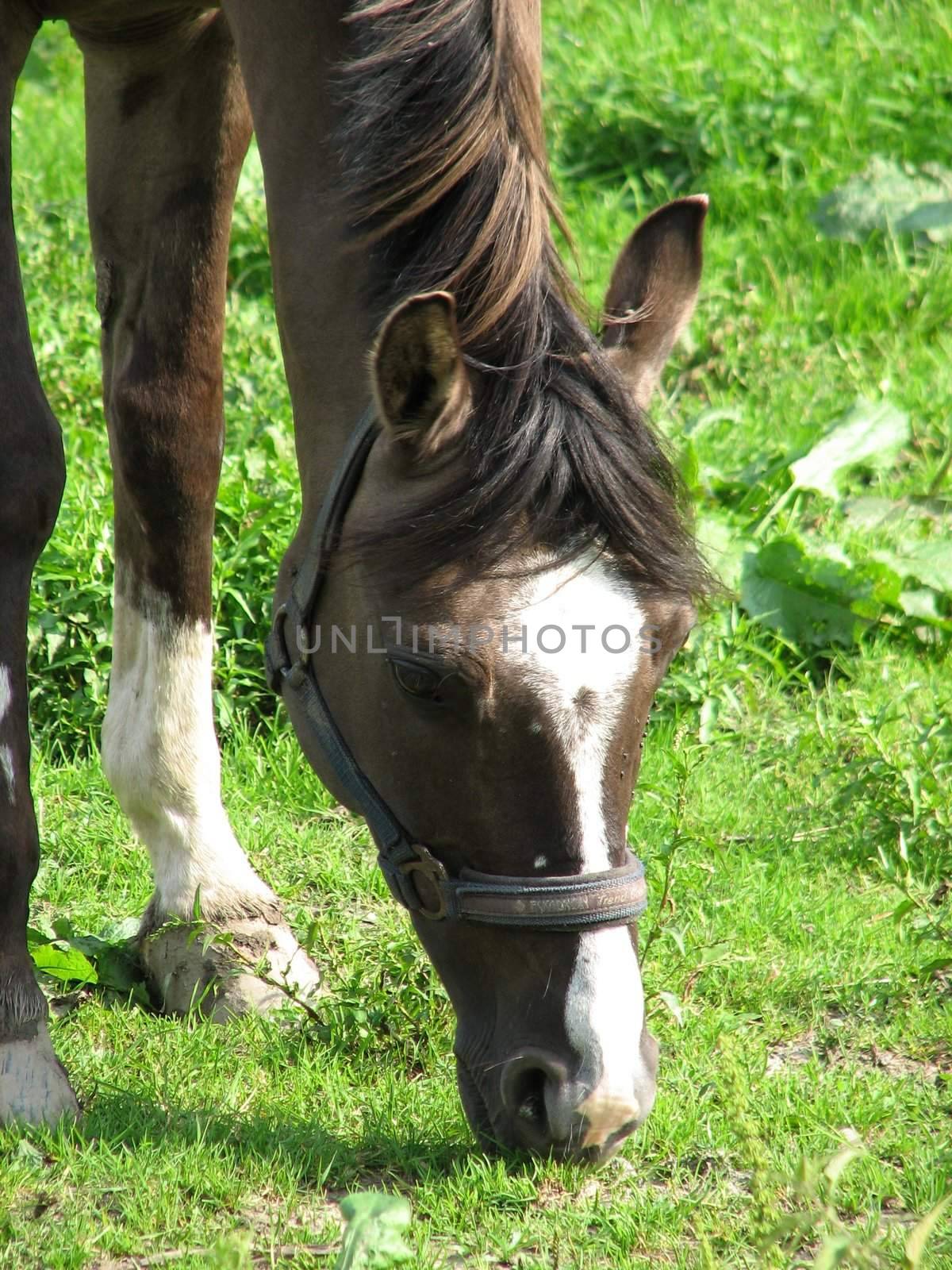 Horse in the pasture, close-up of the head