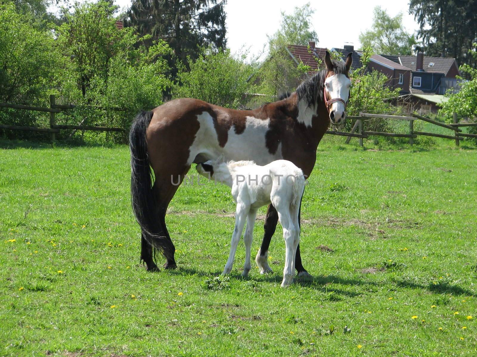 Pinto mare with white foal in the pasture