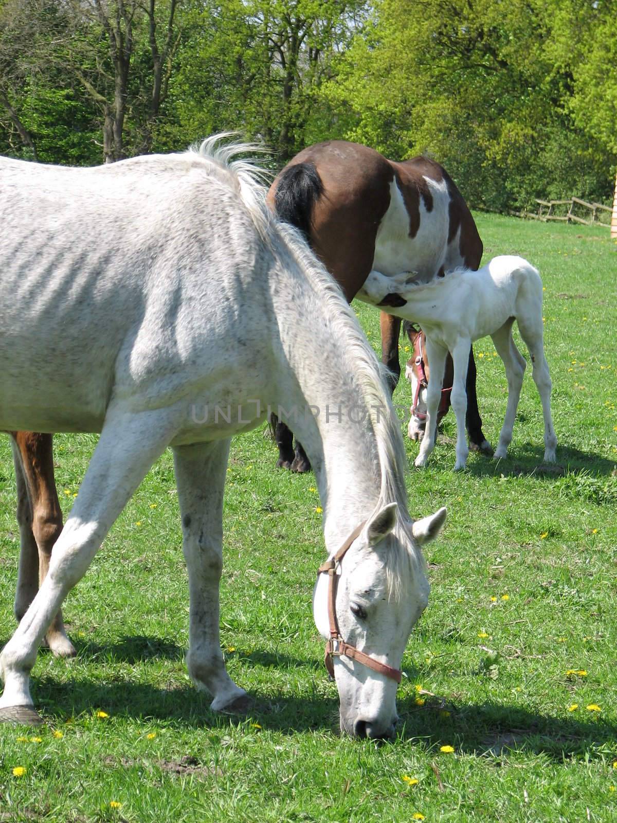 Horses in the pasture