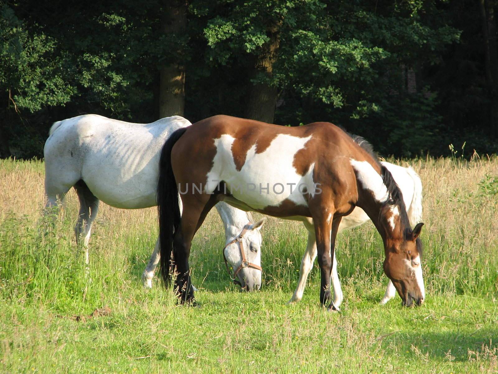 Horses in the pasture