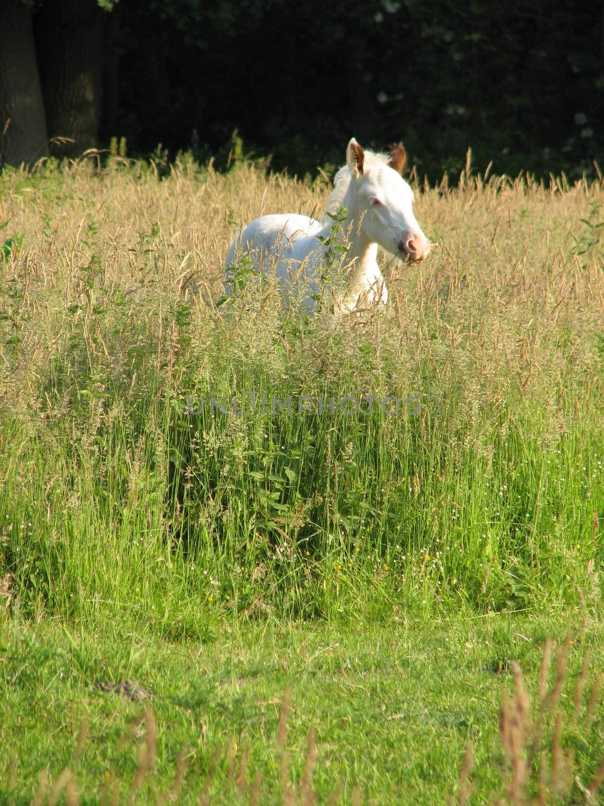 white foal standing in the high grass