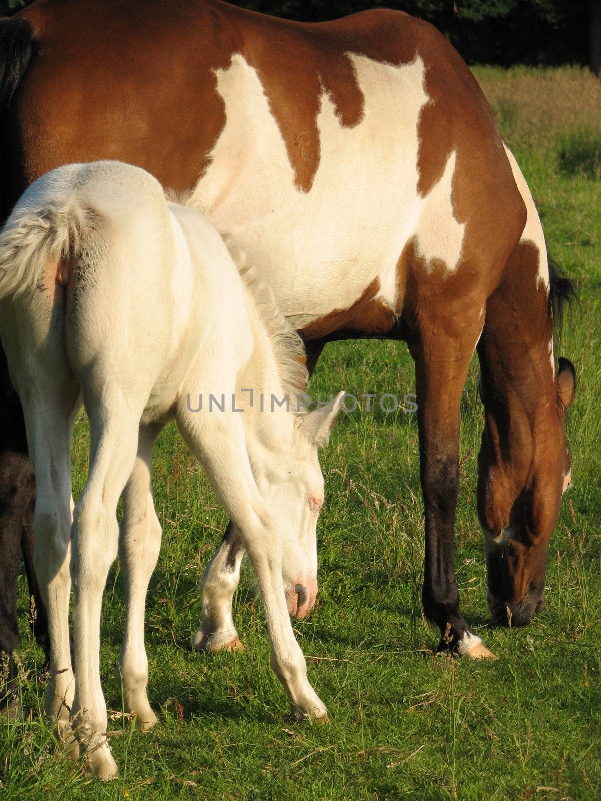 Pinto mare with white foal