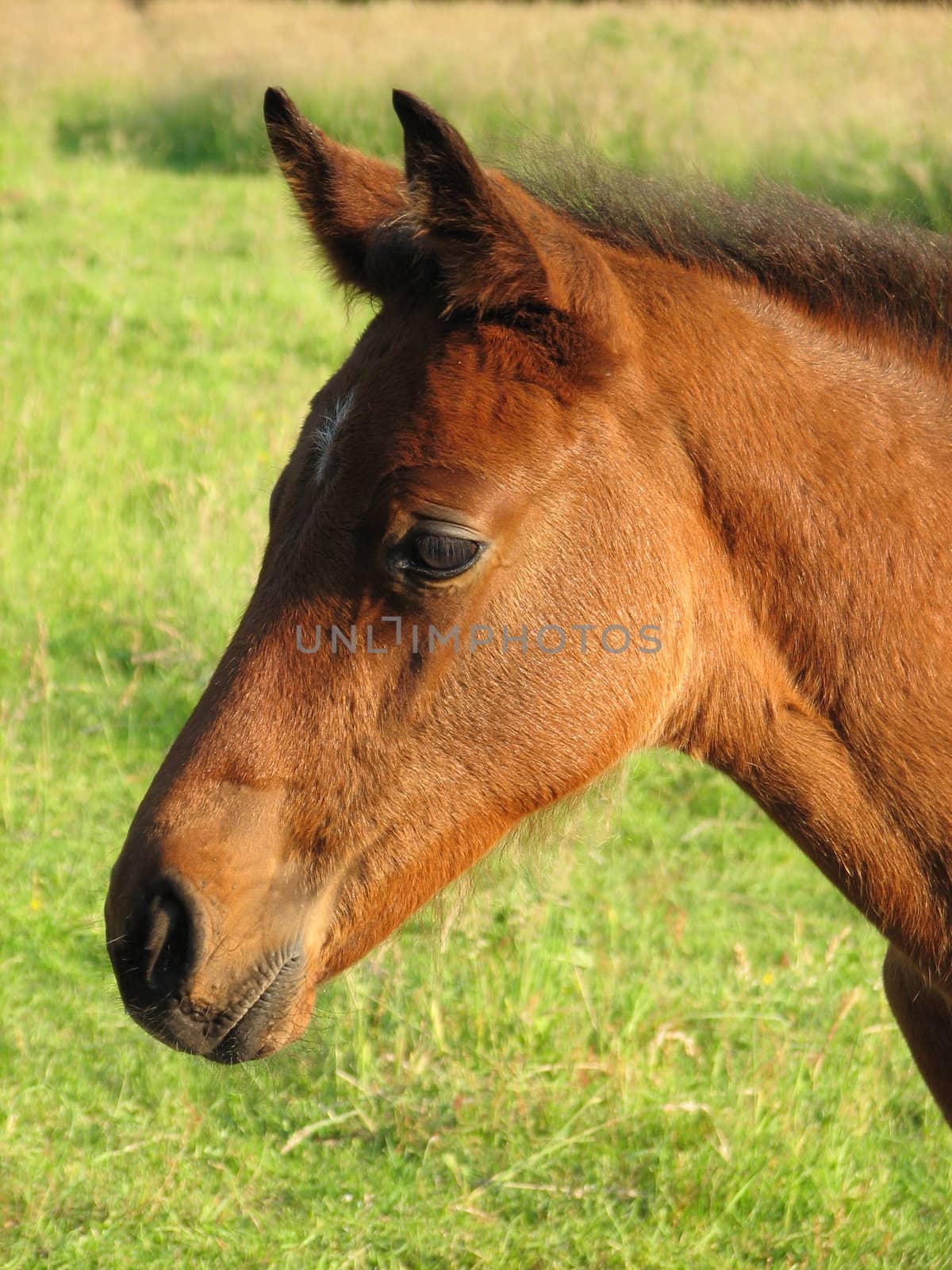 head of a brown foal