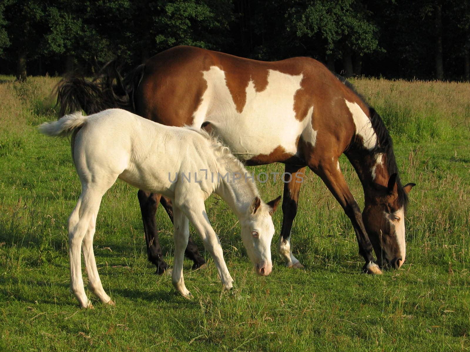 Horses in the pasture