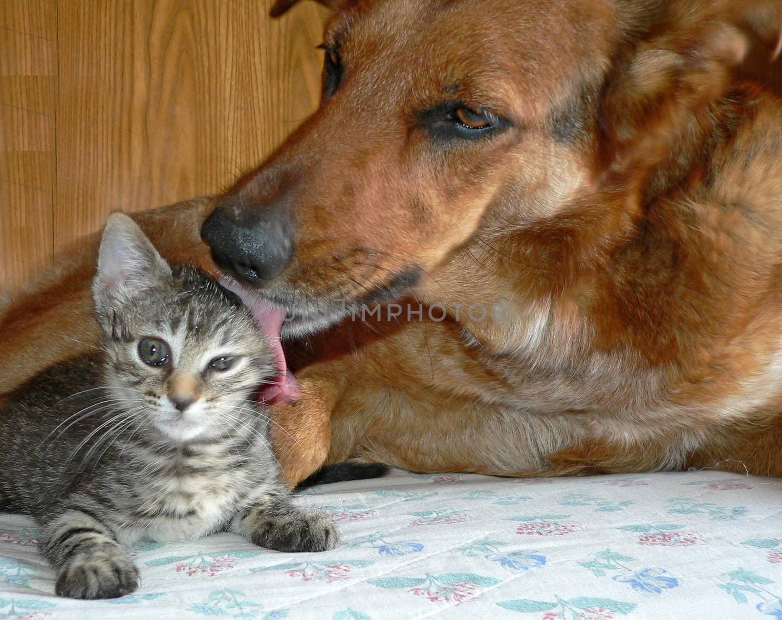 a dog and a little cat