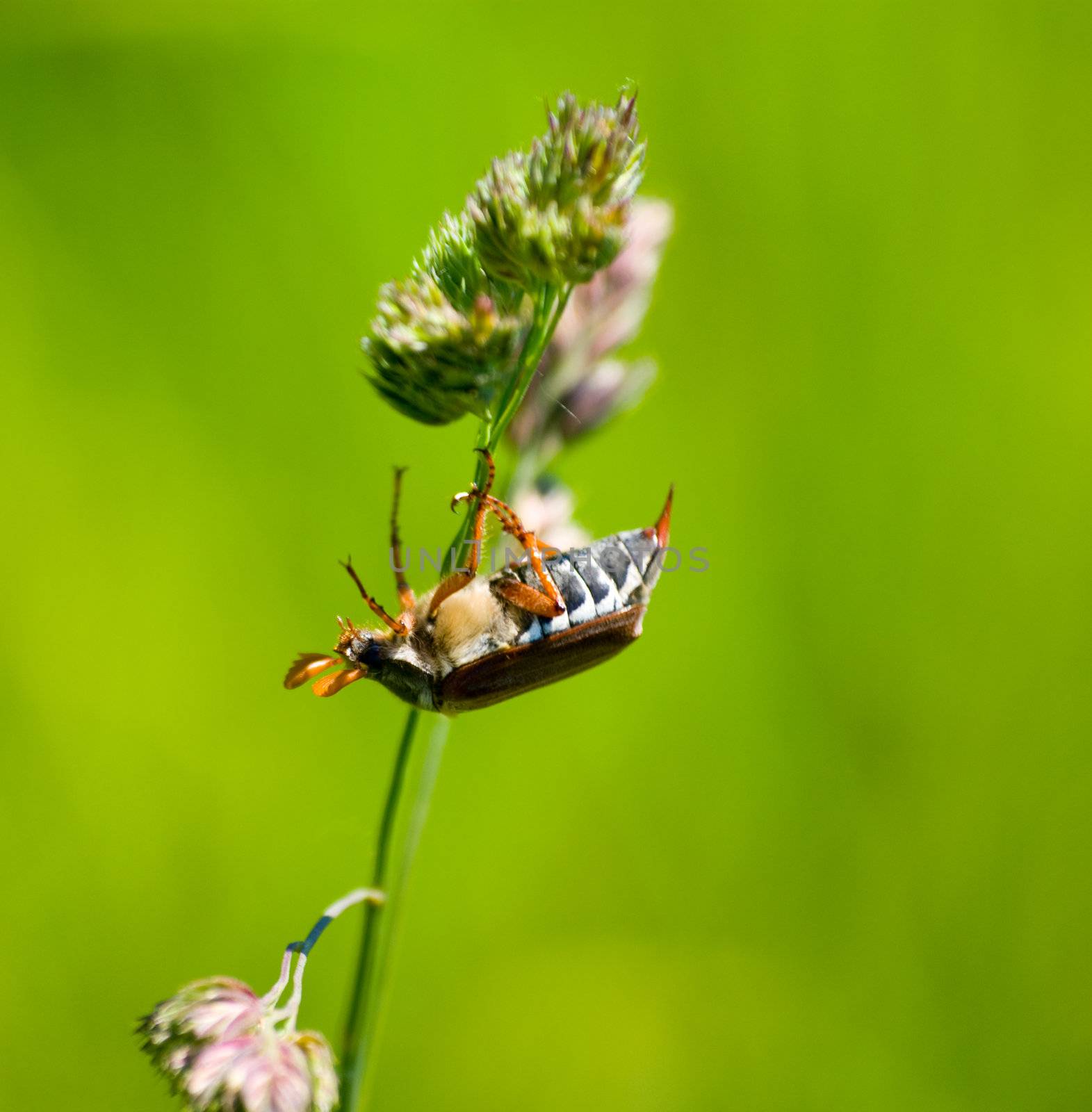 may-bug-acrobat
