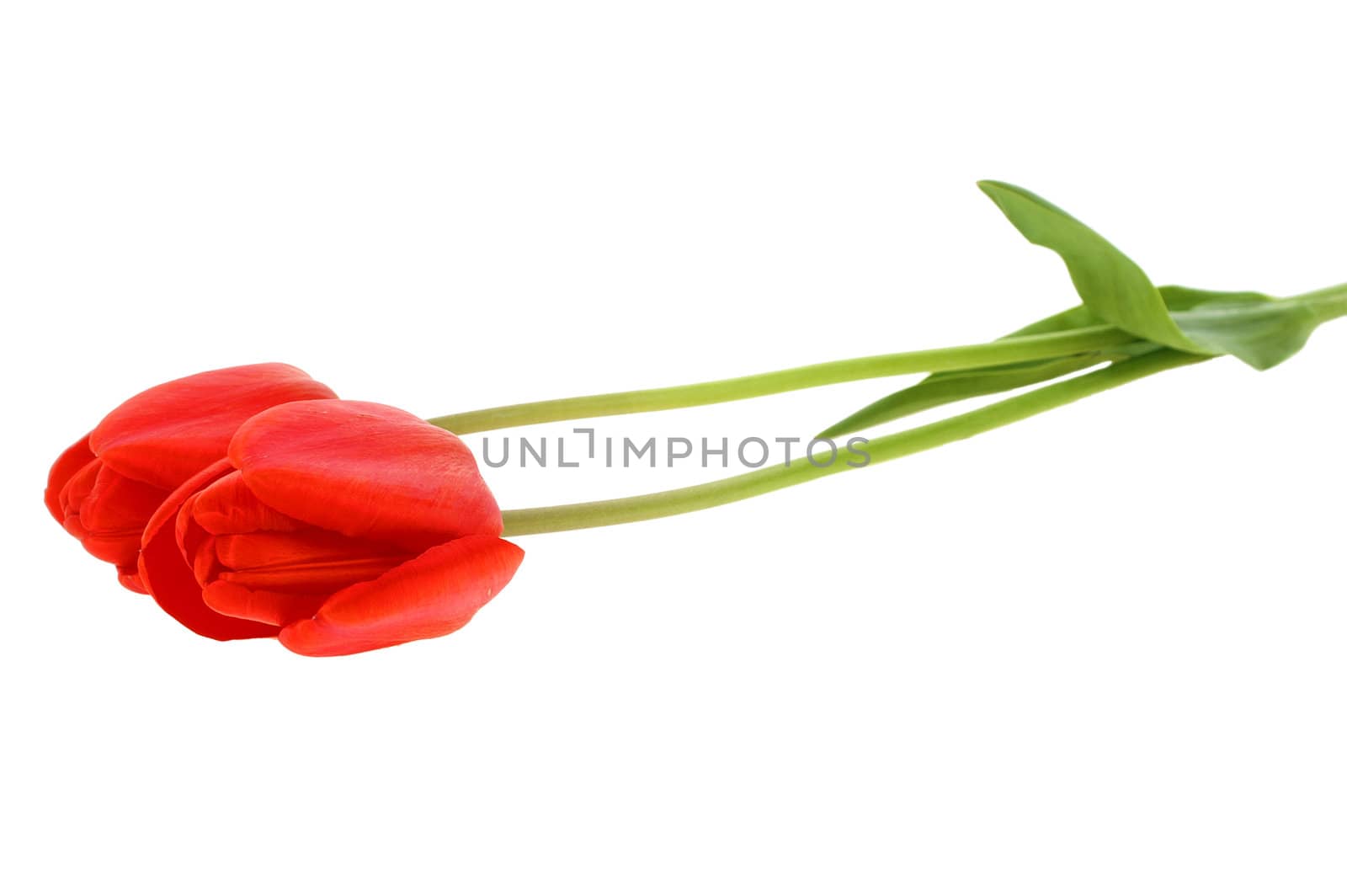 Close-up of two red tulip isolated on white background