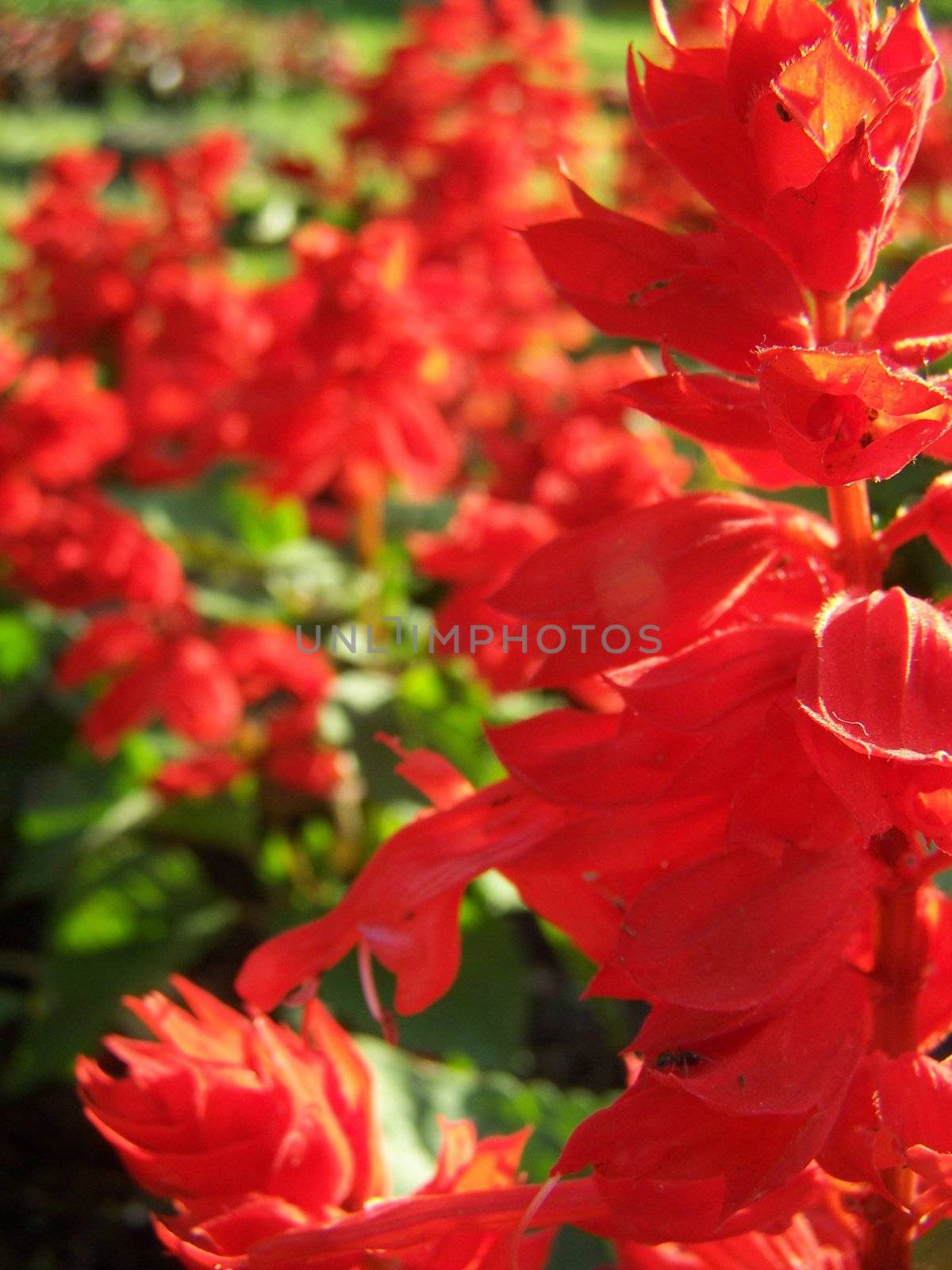 Close up of the salvia red blossom