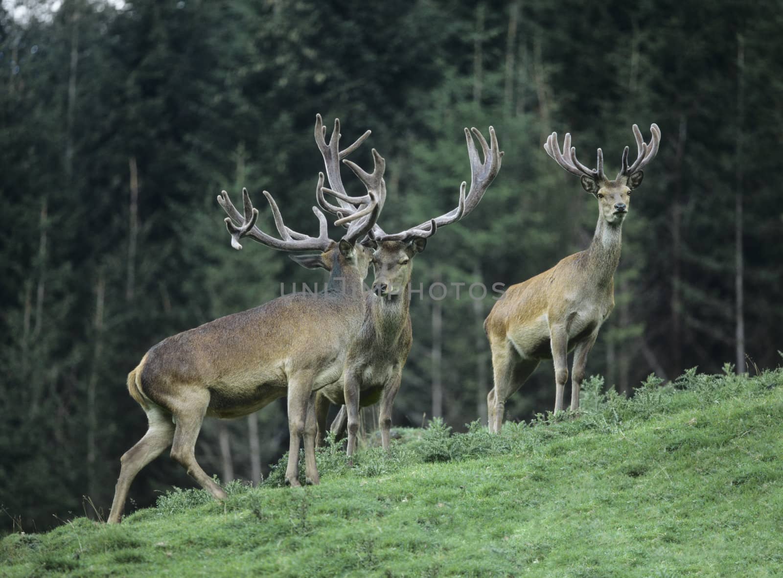 Three Buck Deer by moodboard
