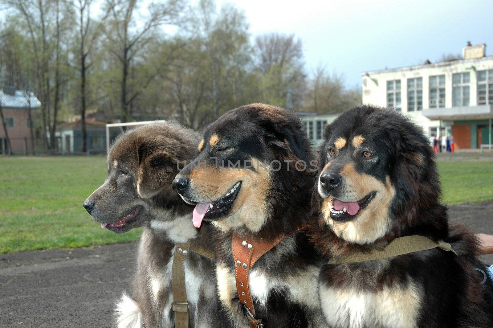 Family tibetan Mastiff