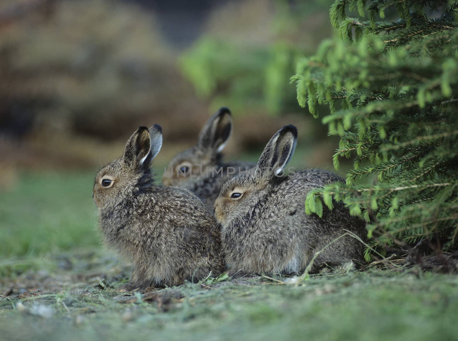 Three Rabbits Sitting by Bush by moodboard
