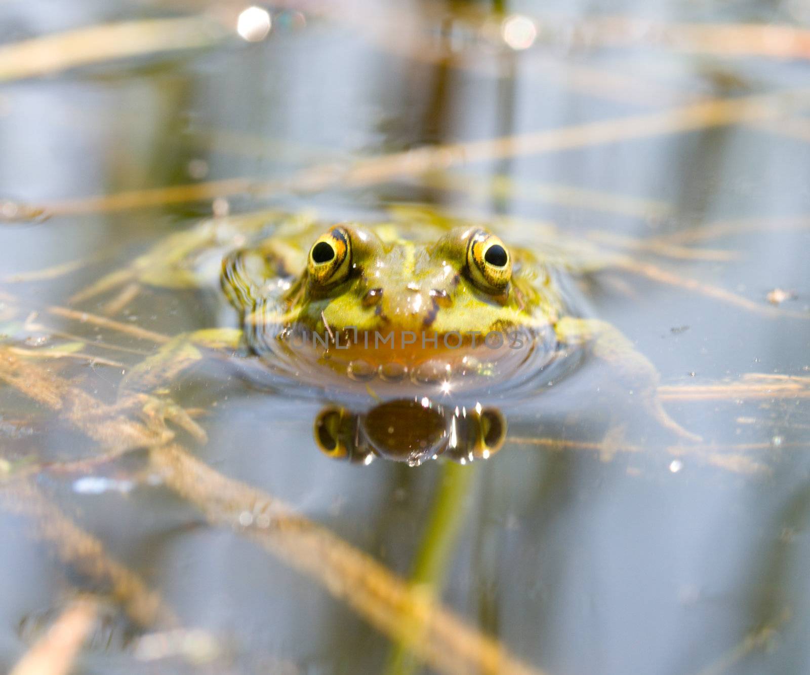 close-up green frog on swamp